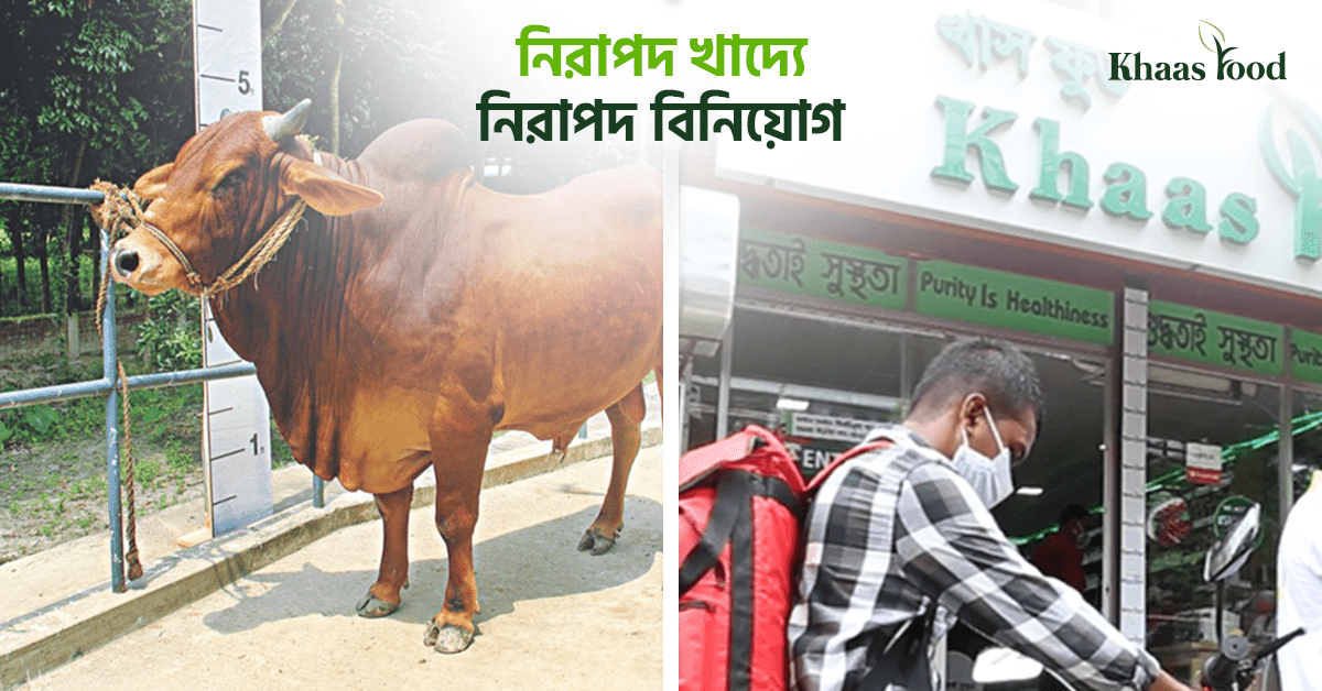 কোরবানির গরু লালন পালন প্রক্রিয়া