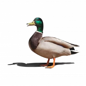Deshi Duck