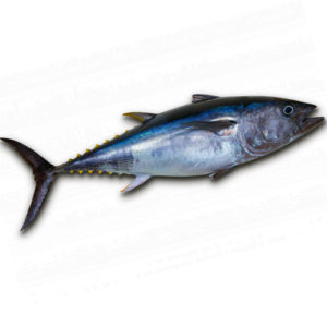 Tuna fish