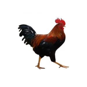 hilly chicken