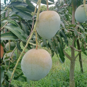 Bari 4 Mango